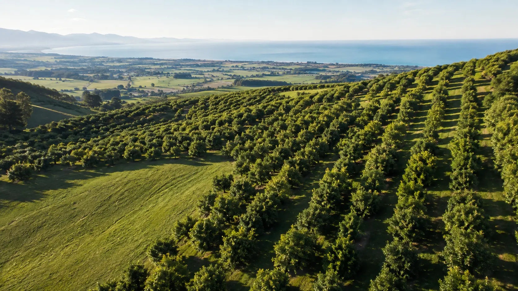 Aerial view over rows of lemon trees on a green hillside above the valley and ocean