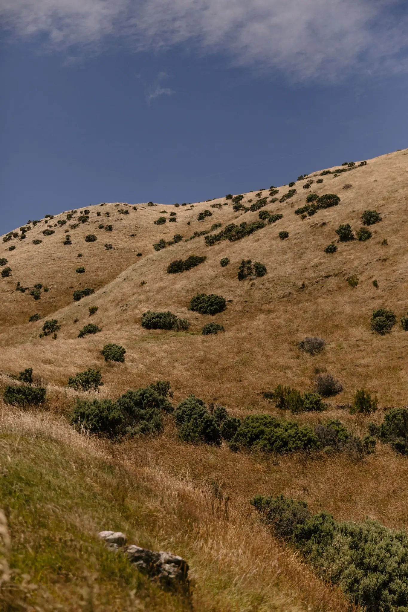 Golden hills beneath a clear blue sky in Aotearoa
